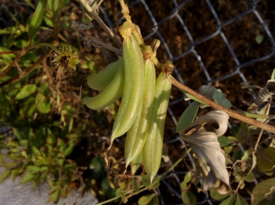[A group of a half-dozen peas hang from a vine. The vine on either side of the pea grouping is smooth and bare. The pea skin is smooth and the pods appear very full.]